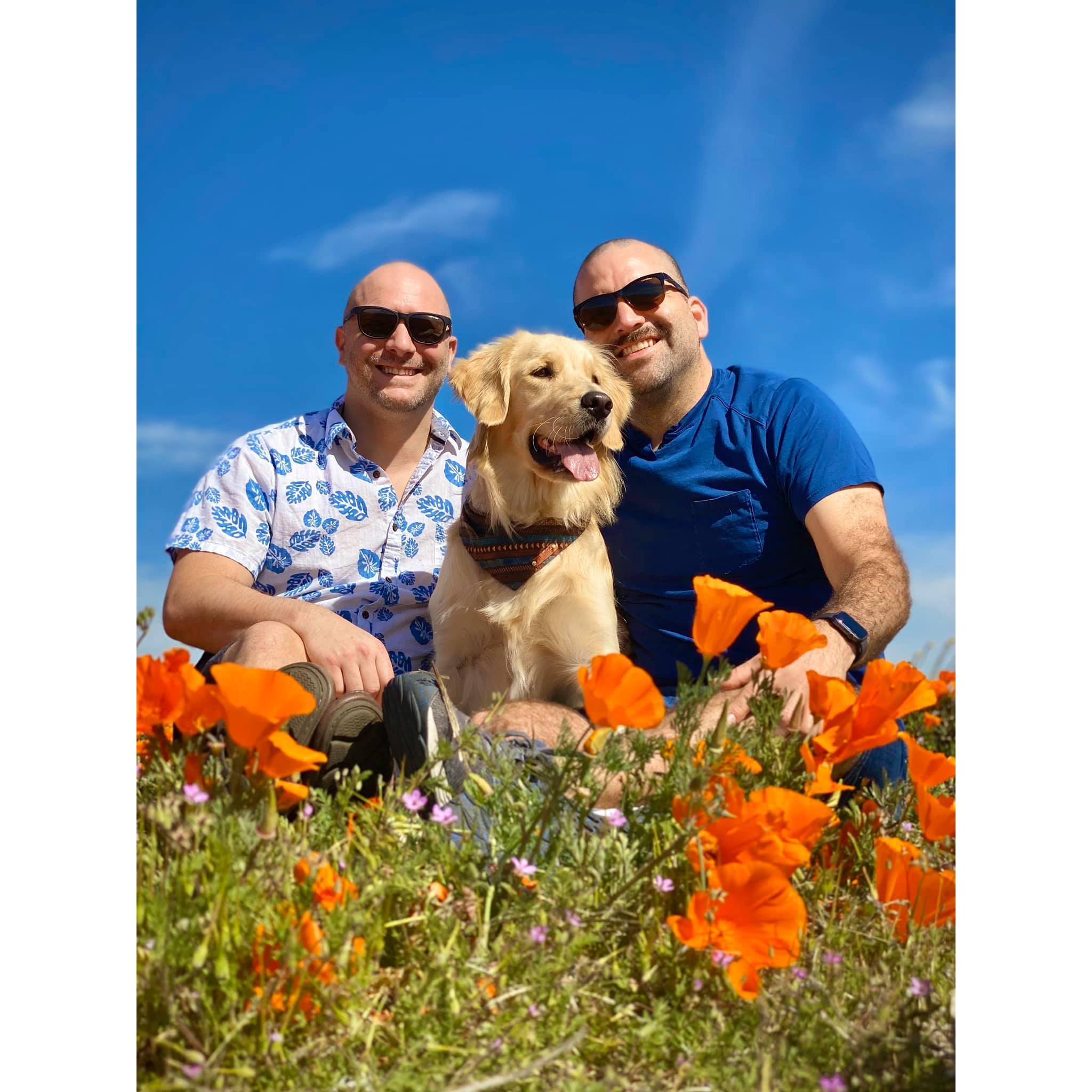 A pup with her papas in a field of poppies, 2020