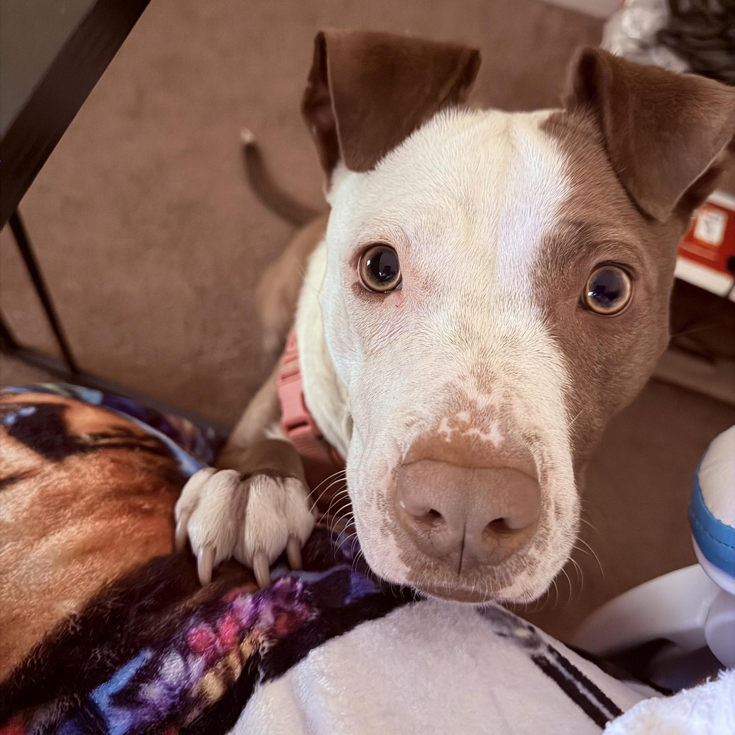 Chloe wanting attention while I work, lol