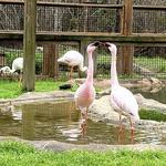 Chehaw Park & Zoo
