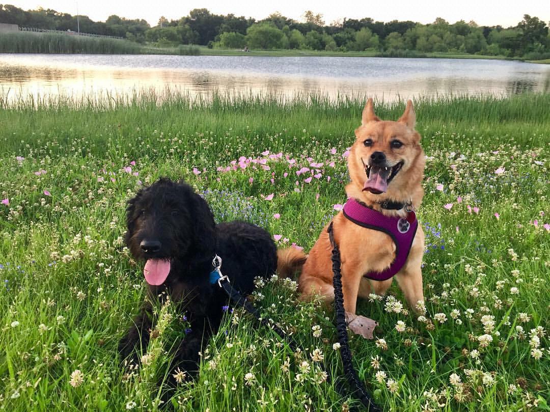 Koda and Nova - 2017