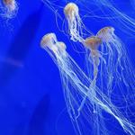 Georgia Aquarium