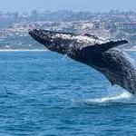 Dana Wharf Sportfishing & Whale Watching