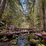 McKenzie River Trail
