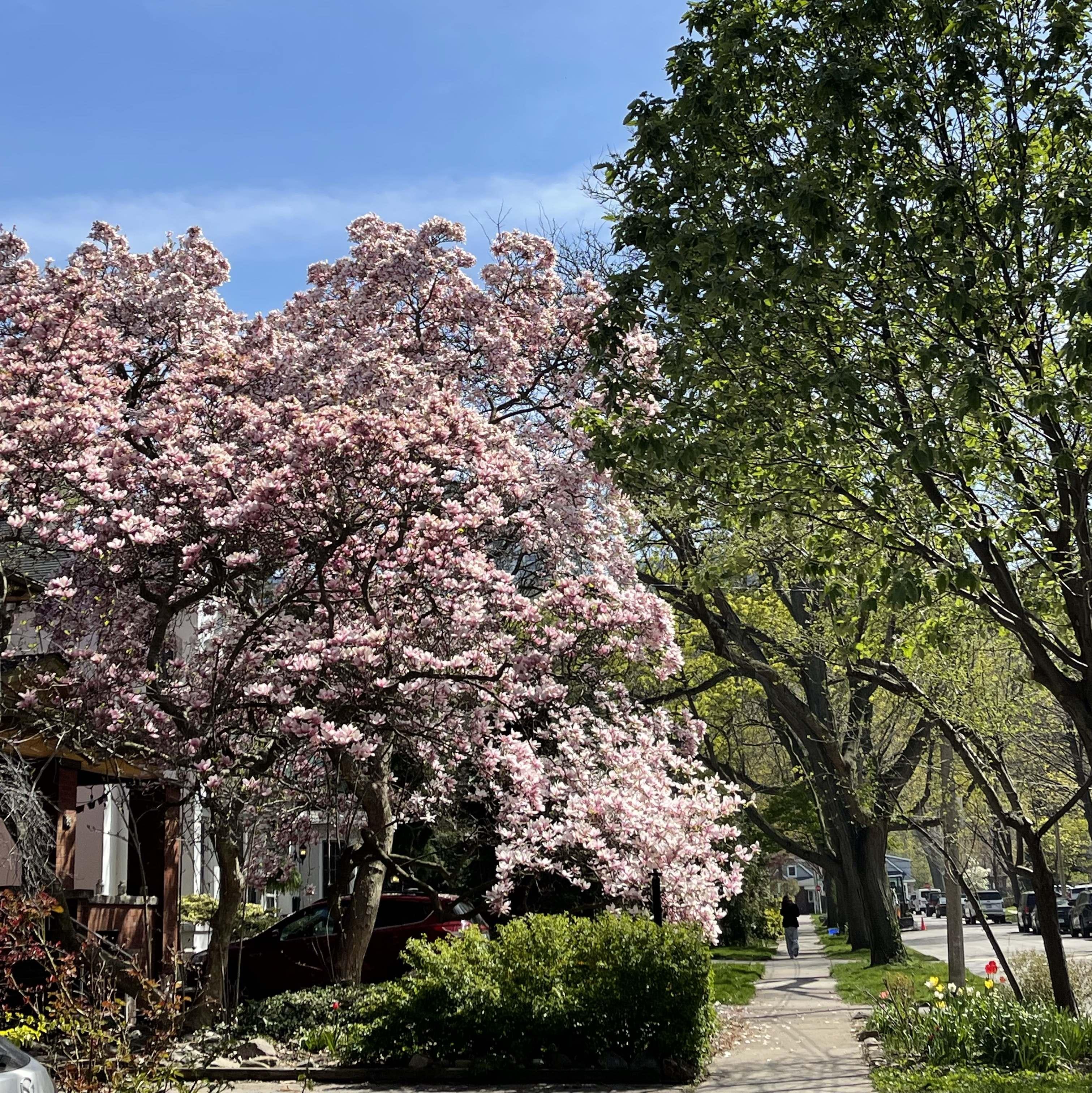 We got cherry blossoms and magnolias in the east too!