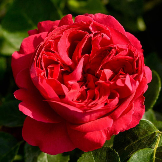 Heirloom Roses Red Eden® Rose Plant - Live Climbing Rose Bush, Climber Roses for Planting Outdoors