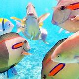 Snorkeling at Lydgate