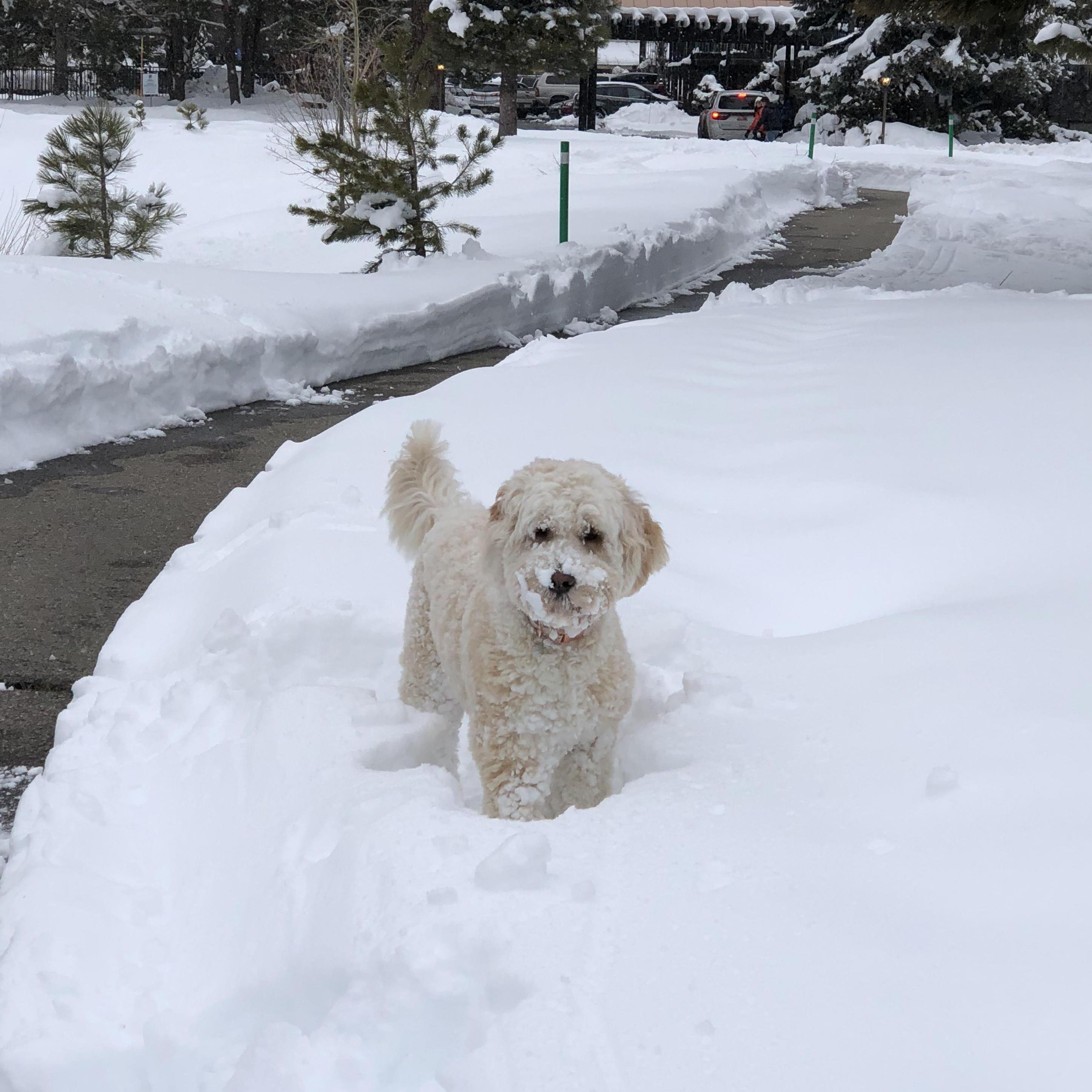Indy loves Tahoe in the Winter!