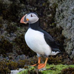 General Honeymoon Fund