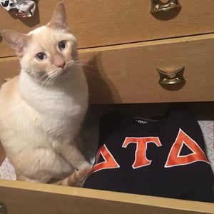 Calcifer's Rush Fund