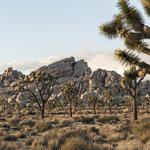 Joshua Tree National Park