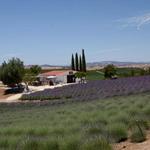 Hambly Farms Lavendar U Pick