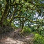 Windy Hill Open Space Preserve