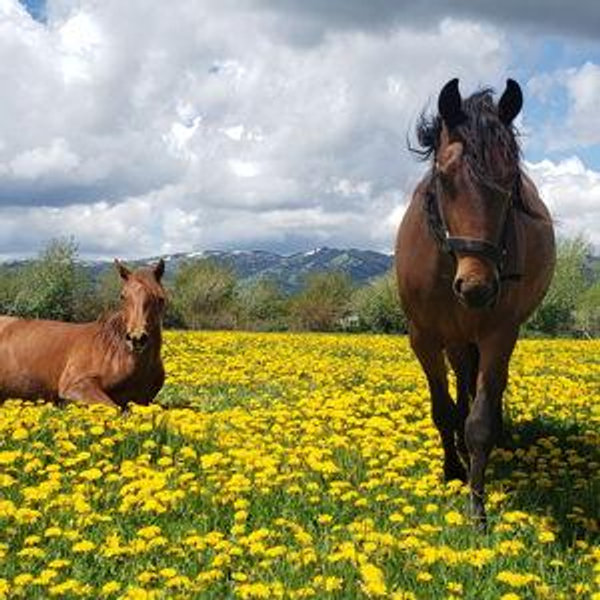 Wild Spirit Mustangs