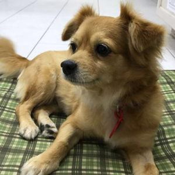 Basseterre Animal Rescue Centre (B.A.R.C)