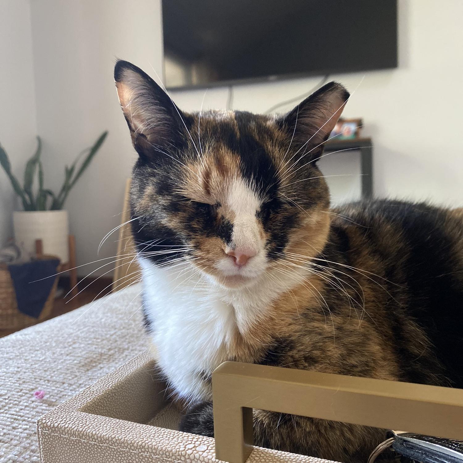 Hope and Steve’s cat, Ellie