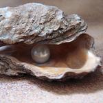 Pearl Factory Hawaii's Original Pearl-in-the-Oyster