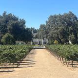 Oak Farm Vineyards