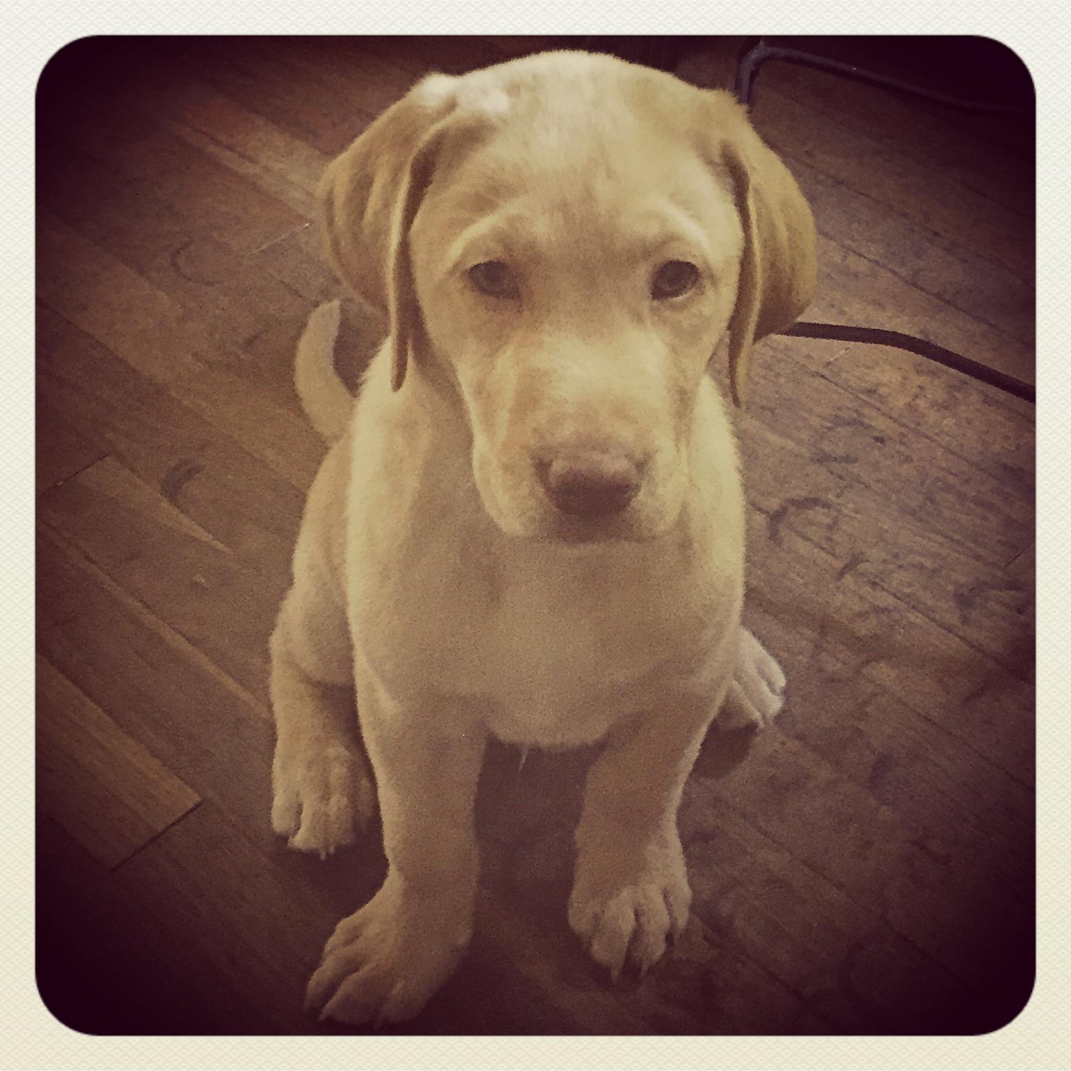 Our first fur baby Oliver Lee