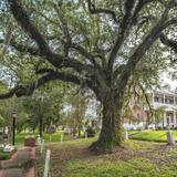The Evangeline Oak