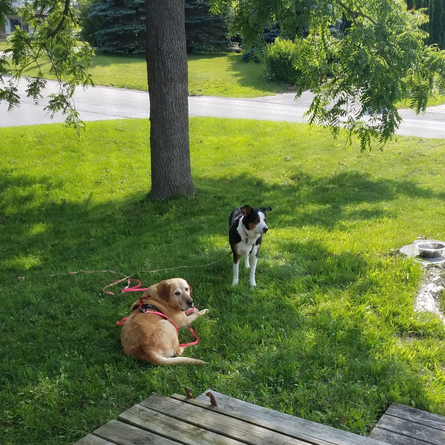 In May 2021 we brought home Jakey boy!