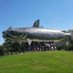 World's Largest Catfish