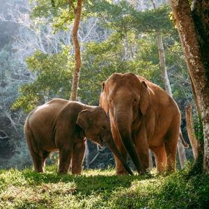 Walking with Elephants in Chiang Rai Thailand