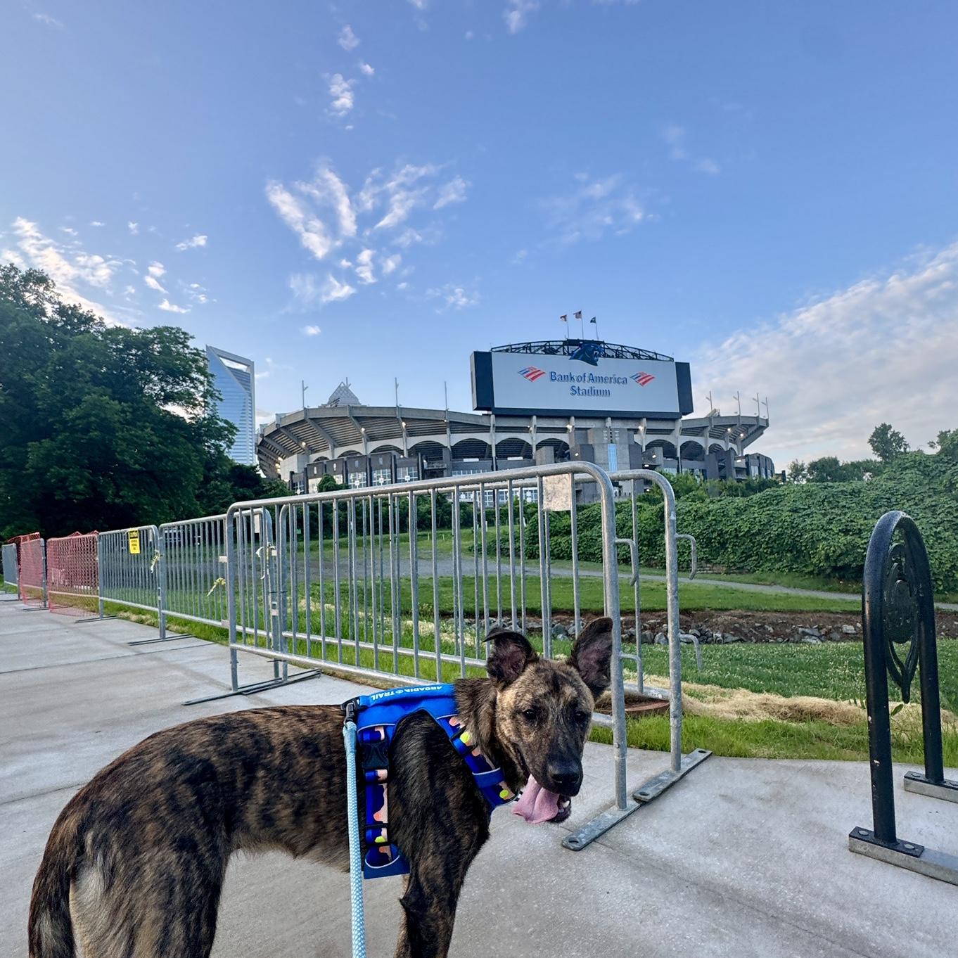 In January, Boomer took a job leading a premium sales team and stadium renovation in Charlotte, so we packed up together and moved to the Queen City!
