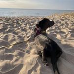 Saugatuck Dunes State Park