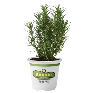 Rosemary Arp Premium 2.32QT