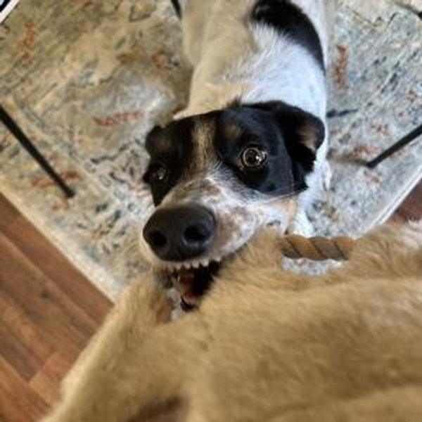 Rosie's New Toys