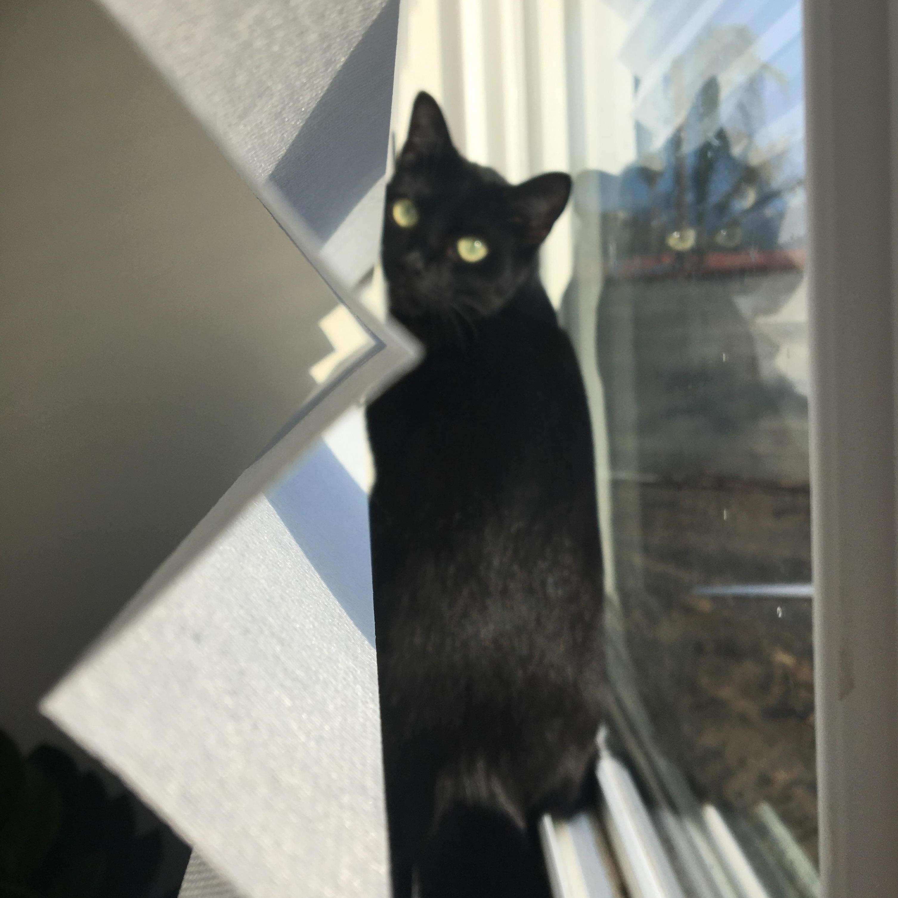 Fur Baby Bam.