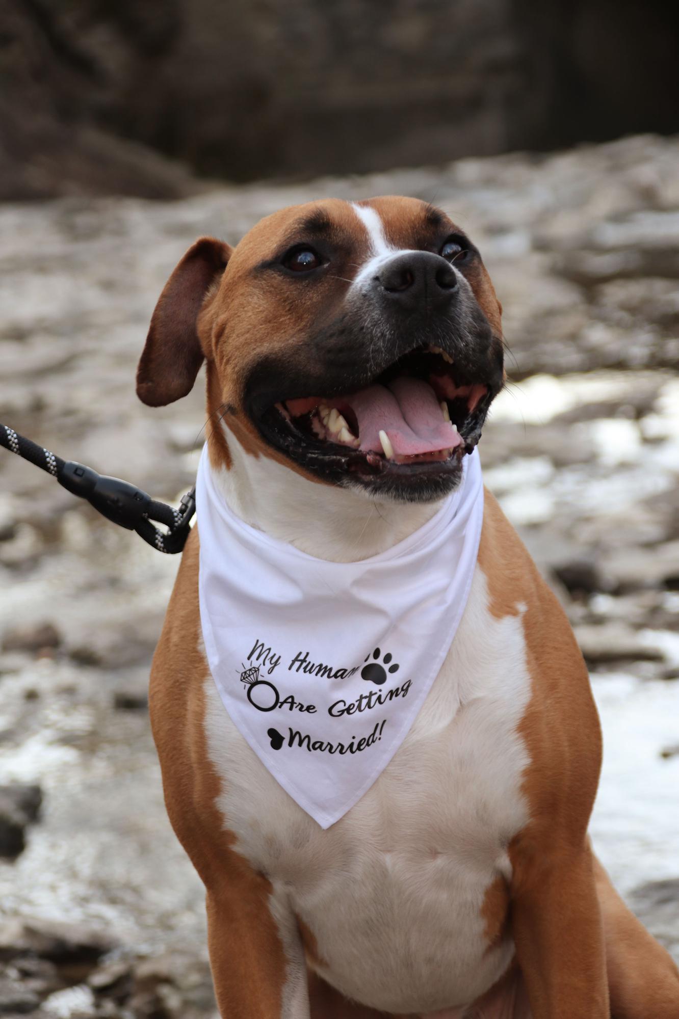 Dog of Honor!