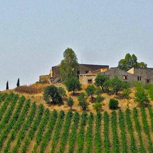 Vineyard Tour in Sicily