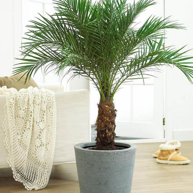 Pygmy Date Palm