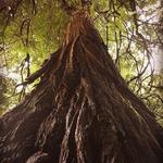 Navarro River Redwoods State Park