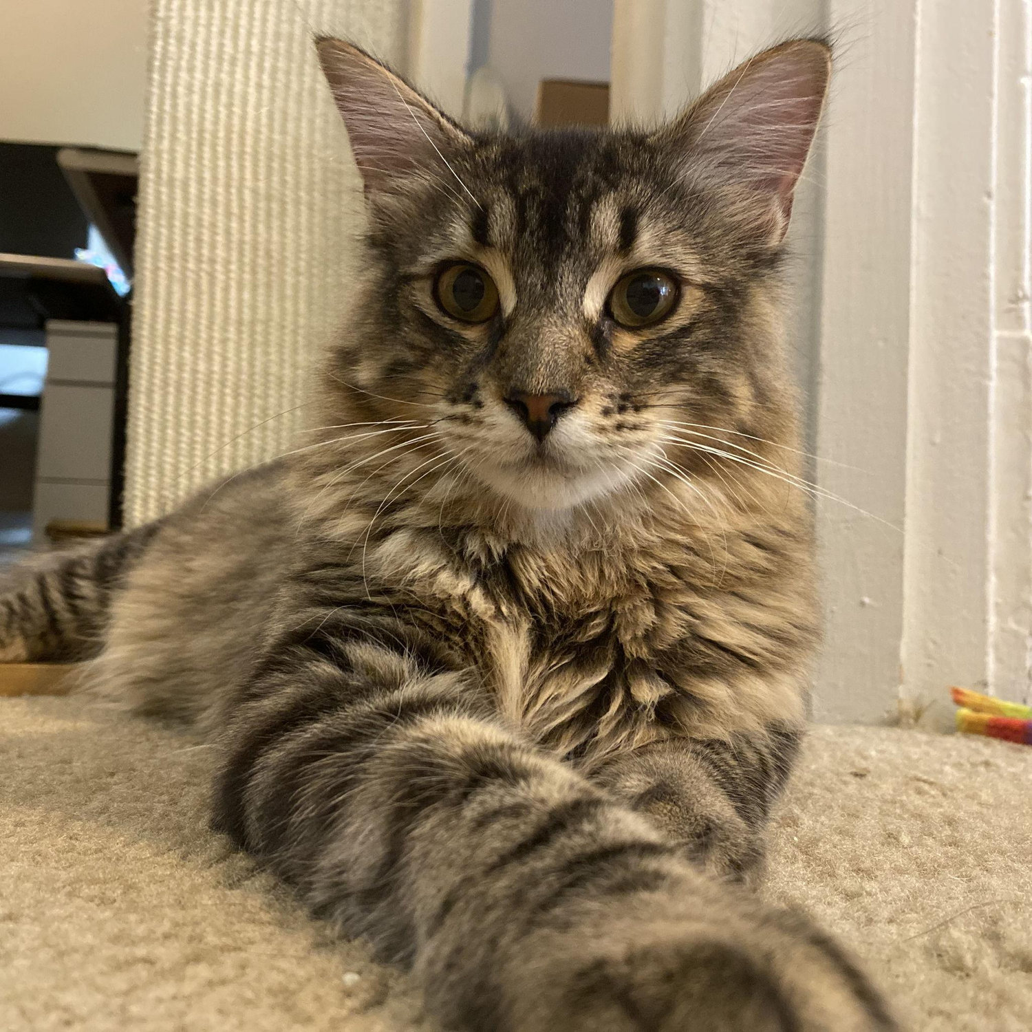 Benji