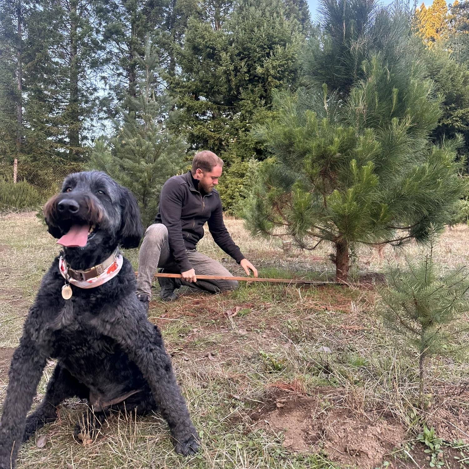 Cutting down our Christmas tree in December 2024.