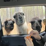 Eudora Wildlife Safari Park