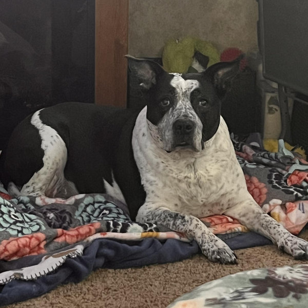 Effy Doo’s Fund