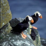 Puffin Spotting!