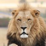 Drakenstein Lion Park