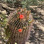 Desert Botanical Garden