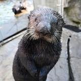 Vancouver Aquarium