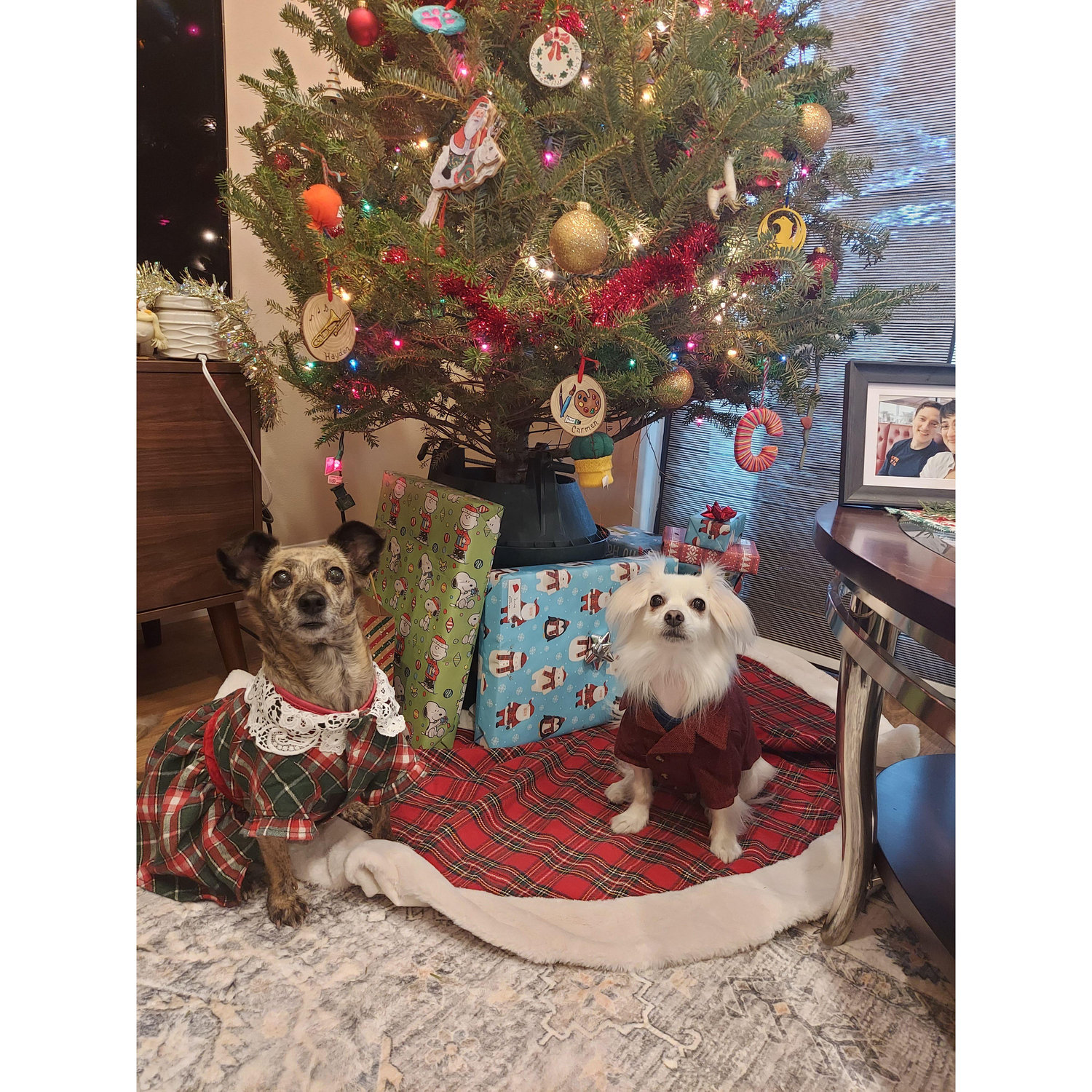 Merry Pupmas!