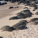 Hookipa Beach