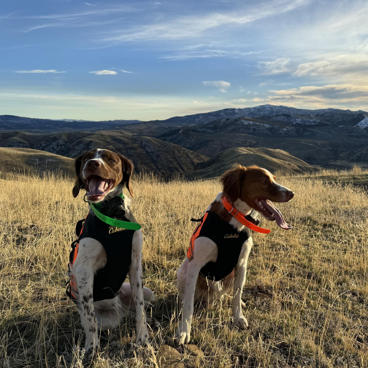 Our two beautiful Brittany's, Ruby & Remington.