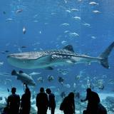 The Dallas World Aquarium
