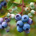 Pick Huckleberries!