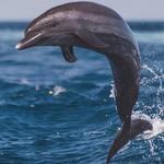 Dolphin Research Center