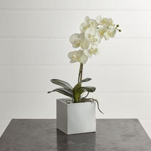 Large Potted Orchid Plant